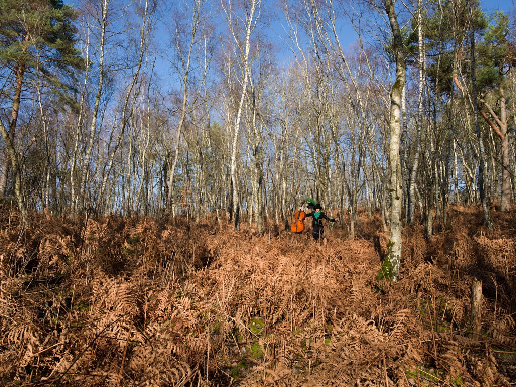 Chemin des dames